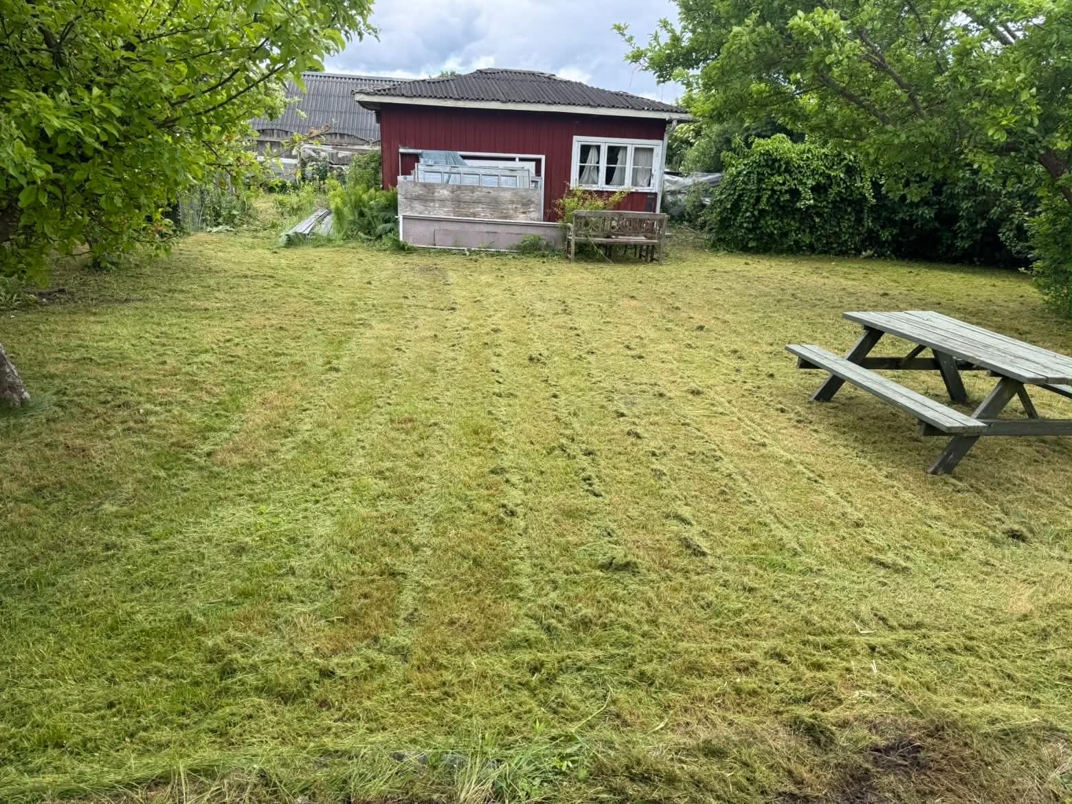 Nyslået have omkring et mindre rødt havehus.
